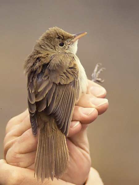Paksunokkakerttunen, Thick-billed Warbler, Acrocephalus aedon